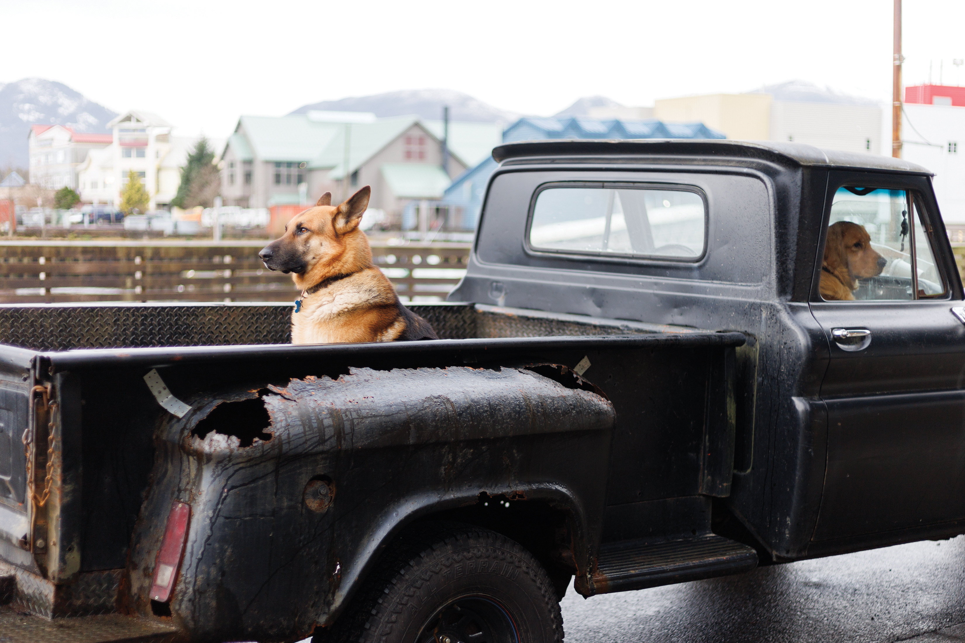 2023 02 07 Dogs Pickup Tailgating CMYK